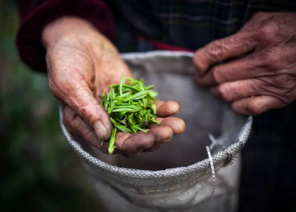 “明前茶，貴如金”